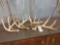 4 Nice Whitetail Shed Antlers