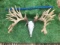 HUGE Upper 300 Class Whitetail Antlers On Skull