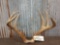 Nice 150 class 5x5 Whitetail Antlers On Skull Plate