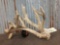 120 Class Single Whitetail Shed Antler Extra Main Beam