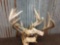 3 Whitetail Antlers On Skull Plate