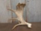 Self Standing Single Moose Shed Antler