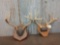 2 Whitetail Antlers On Plaques
