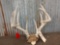 Main Frame 5 x 5 Whitetail Antlers On Skull Plate