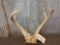 Freak 4x4 Whitetail Both Antlers Sharing The Same Pedecle