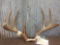 Big Boone & Crockett Record Book Whitetail Antlers On Skull Plate