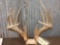 Big Main Frame 6x5 Wild Kansas Whitetail Antlers On Skull Plate