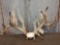 Whitetail rack Grafted on Skull 314 3/8