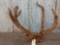 Freak Cactus Elk Antlers In Velvet