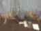 Historic Record Book Minnesota Whitetail Antlers On Skull