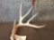 Big Wild Iowa Whitetail Shed Antler