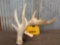 Big Heavy Mass 6 Point Whitetail Cut Antler