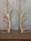 6x6 Elk Shed Antlers