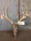 5x5 Whitetail Antlers On Skull