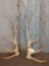 6x6 Elk Shed Antlers