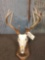 4x4 Whitetail Antlers On Skull