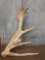 Gnarly 7 Point Elk Shed Antler