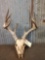 Main Frame 4 x 4 Whitetail Antlers On Skull