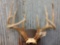 Big wild 4x5 Whitetail Antlers On Skull Plate