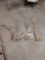 4 Elk Shed Antlers