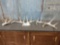 7 Pounds Of Whitetail Shed Antlers