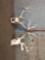 2 Whitetail Antlers On Skull
