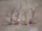 4 Elk Shed Antlers