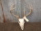 140 Class 4x4 Whitetail Antlers On Skull