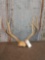 Big 5x5 Mule Deer Antlers On Skull Plate