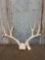 BIG 5x5 Mule Deer Antlers On Skull Plate