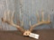 Nice 5x5 Whitetail Antlers On Skull Plate