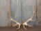 6x6 Elk Antlers On Skull Plate