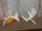 Main Frame 5 x 4 Whitetail Shed Antlers