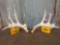 Main Frame 5 x 5 Whitetail Shed Antlers