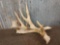 90 Class Whitetail Shed Antler