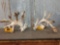 300 Class Whitetail Cut Off Antlers