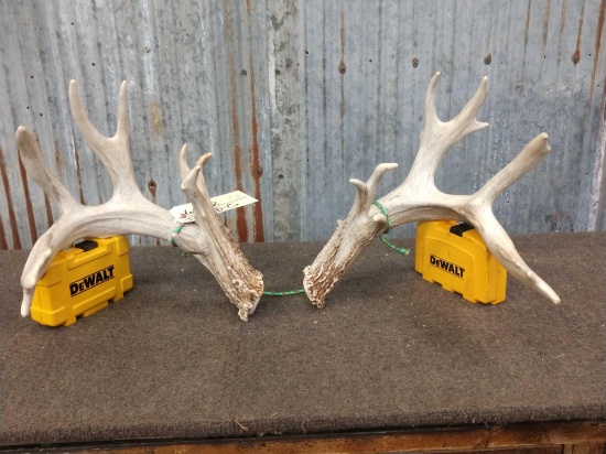 Main Frame 4 x 4 Whitetail Shed Antlers