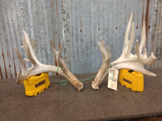 Main Frame 5 x 5 Whitetail Shed Antlers