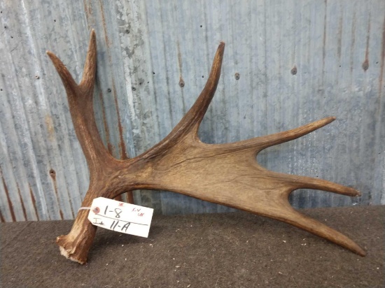 6 Point Moose Shed Antler