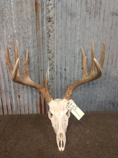 150 Class Whitetail Antlers On Skull
