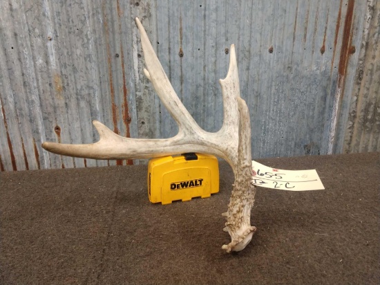71" 5 Point Whitetail Shed Antler