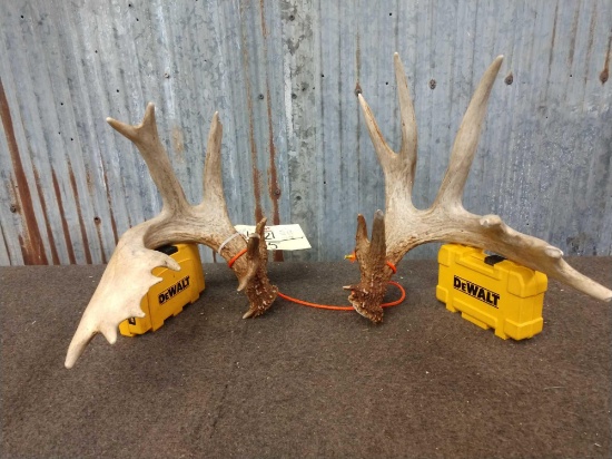 Main Frame 6x5 Whitetail Shed Antlers