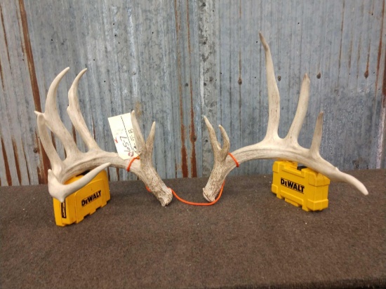 Main Frame 6x5 Whitetail Shed Antlers