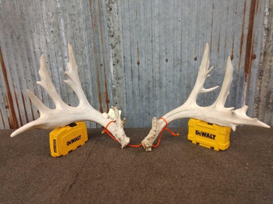 Main Frame 5 x 5 Whitetail Shed Antlers