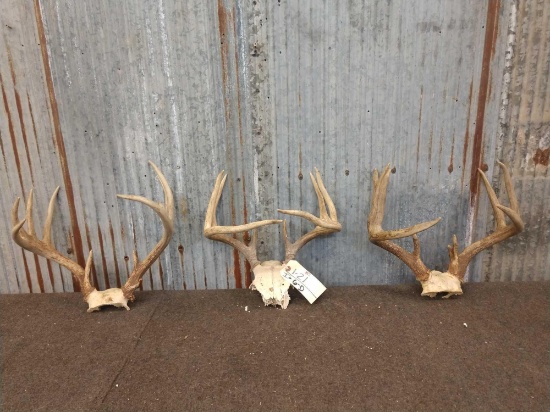 3 Whitetail Antlers On Skull Plate