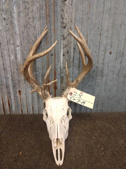 Main Frame 4x4 Whitetail Antlers On Skull