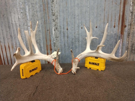 Main Frame 4 x 5 Whitetail Shed Antlers