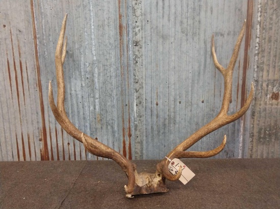 5x5 Elk Antlers On Skull Plate