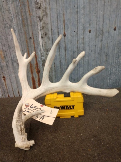 79" 6 Point Whitetail Shed Antler