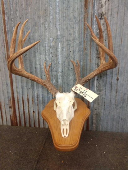 150" Whitetail Antlers On Reproduction Skull